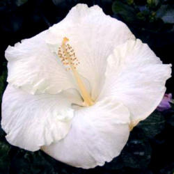 
Date: 2006-11-18
Courtesy Hidden Valley Hibiscus, used with permission