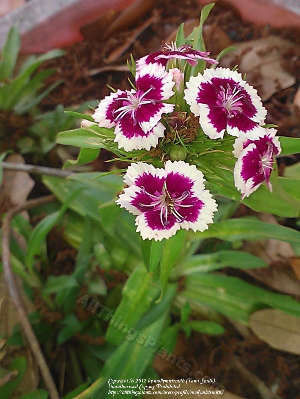 Photo of Sweet William (Dianthus barbatus) uploaded by mollymistsmith