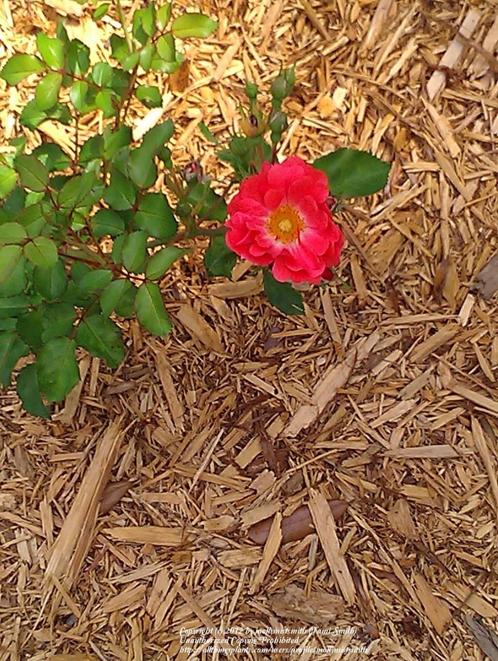 Photo of Rose (Rosa 'Coral Drift') uploaded by mollymistsmith