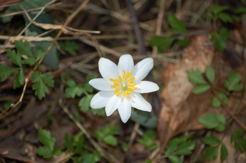 Photo of Bloodroot (Sanguinaria canadensis) uploaded by pixie62560