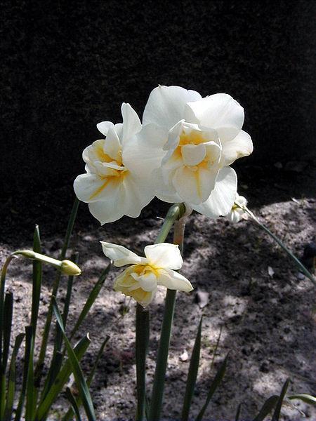Photo of Double Daffodil (Narcissus 'Cheerfulness') uploaded by sandnsea2