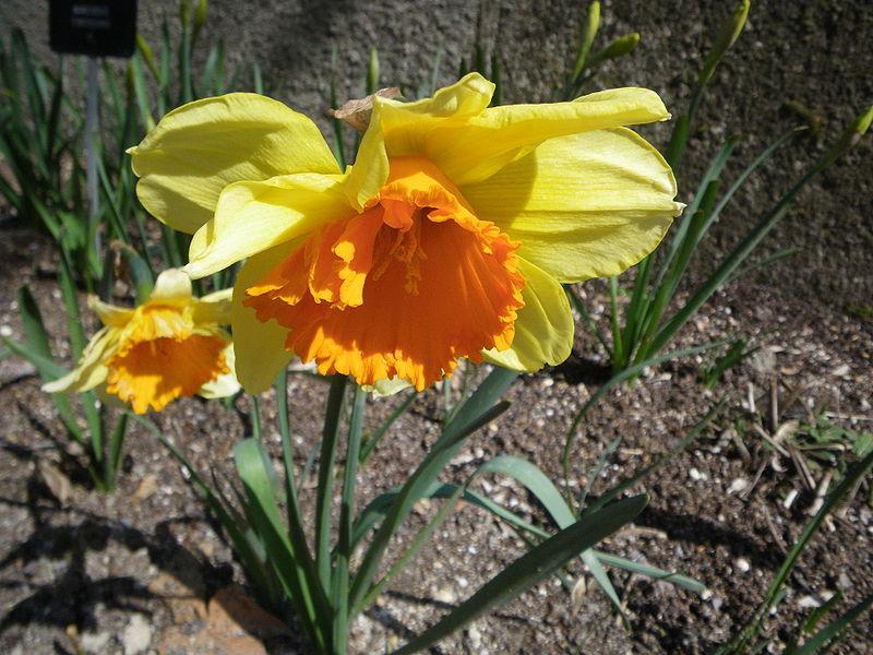 Photo of Large-cupped Daffodil (Narcissus 'Fortissimo') uploaded by sandnsea2