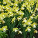 The All Things Plants Top 25 Daffodils
