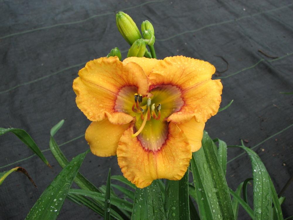 Photo of Daylily (Hemerocallis 'Curious Cutie') uploaded by tink3472