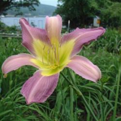 
Date: 2006-07-07
Photo Courtesy of Nova Scotia Daylilies Used with Permission
