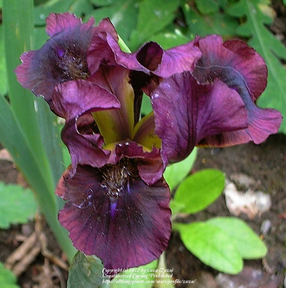 Photo of Standard Dwarf Bearded Iris (Iris 'Nut Ruffles') uploaded by zuzu