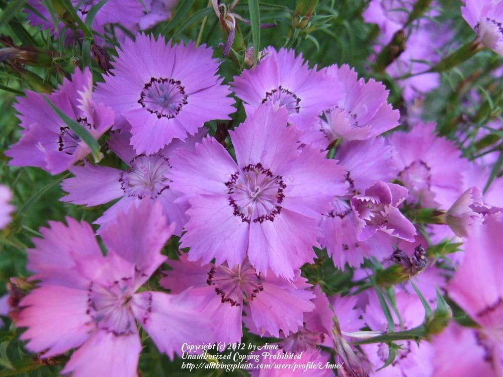 Photo of Amur Pink (Dianthus chinensis 'Siberian Blues') uploaded by Anne
