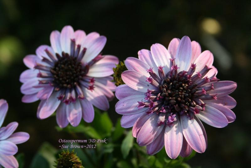 Photo of African Daisy (Osteospermum ecklonis 3D™ Pink) uploaded by Calif_Sue