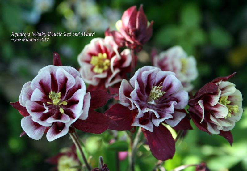 Photo of European Columbine (Aquilegia vulgaris 'Winky Double Red and White') uploaded by Calif_Sue