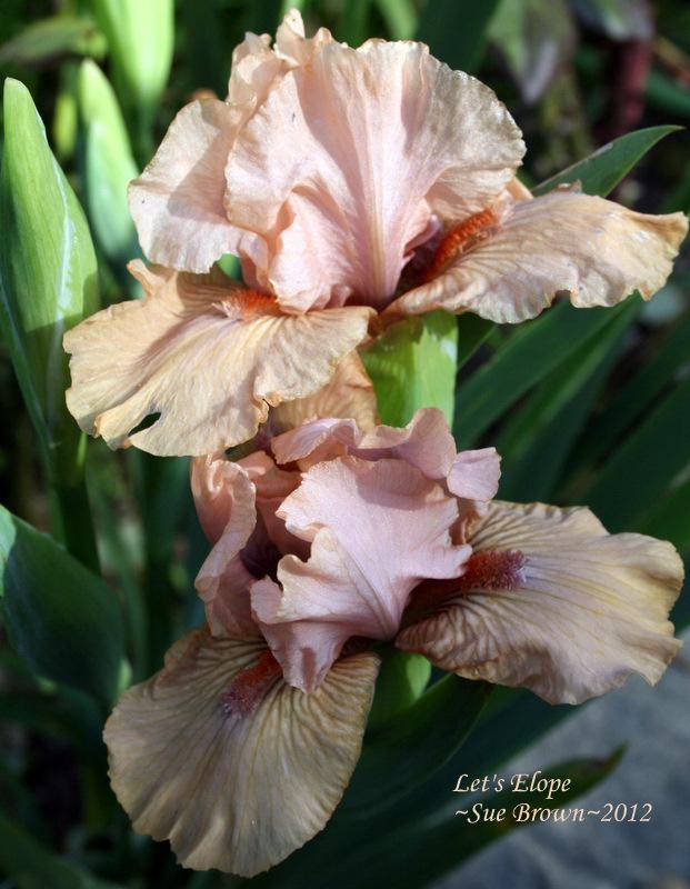 Photo of Intermediate Bearded Iris (Iris 'Let's Elope') uploaded by Calif_Sue
