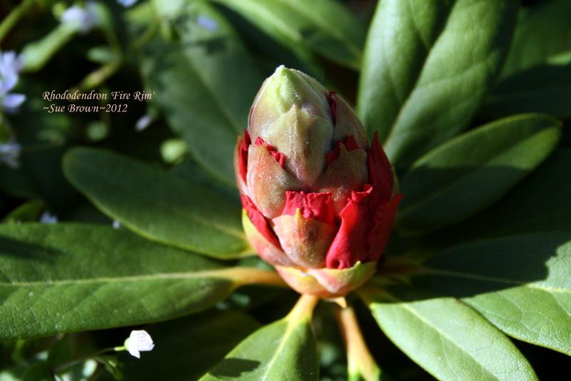 Photo of Rhododendron 'Fire Rim' uploaded by Calif_Sue