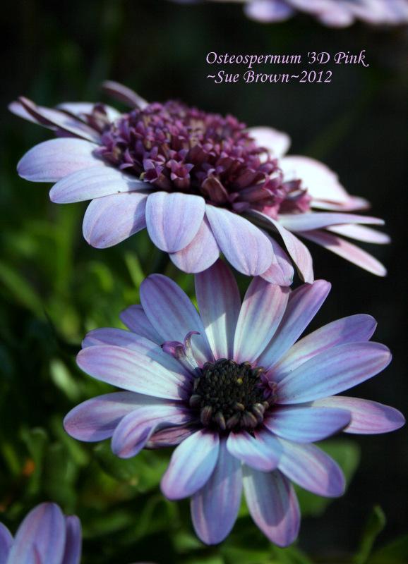 Photo of African Daisy (Osteospermum ecklonis 3D™ Pink) uploaded by Calif_Sue