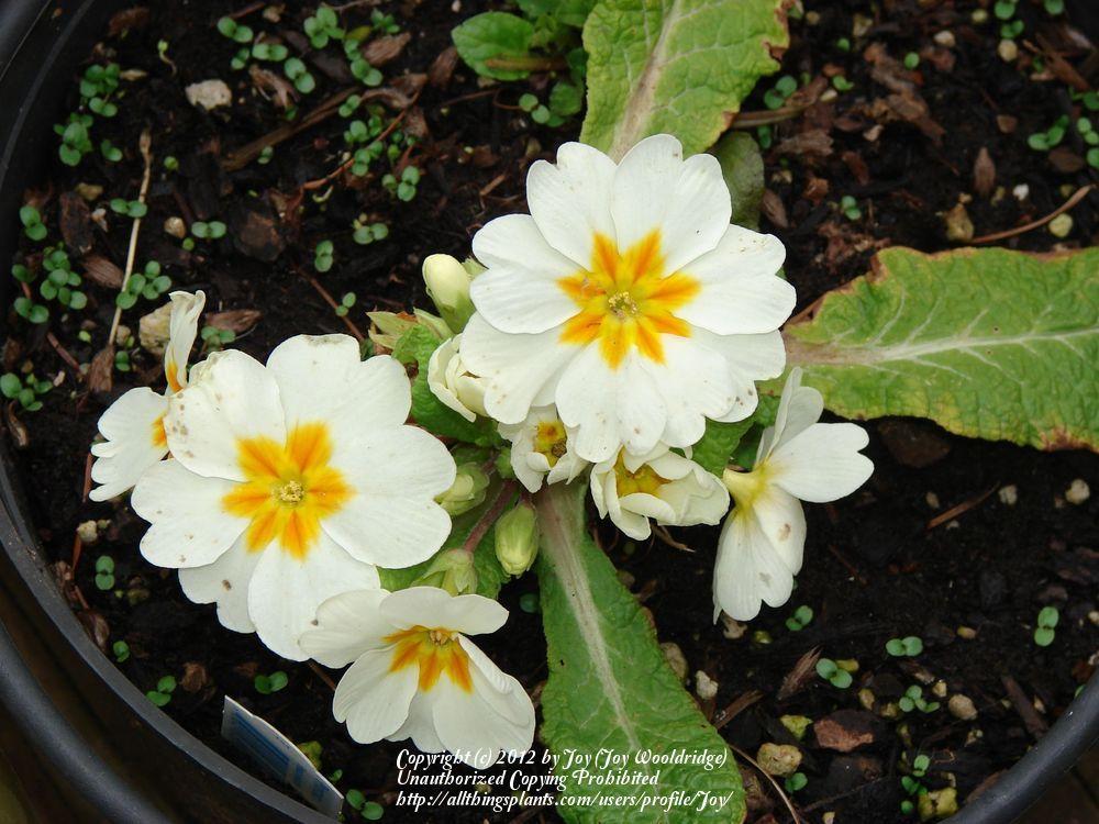 Photo of Primroses (Primula) uploaded by Joy