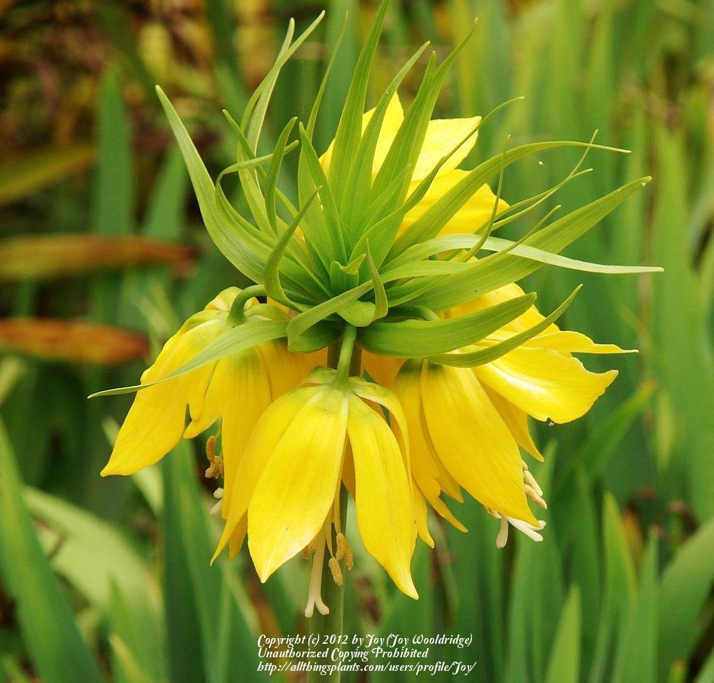Photo of Crown Imperial Fritillary (Fritillaria imperialis 'Maxima Lutea') uploaded by Joy