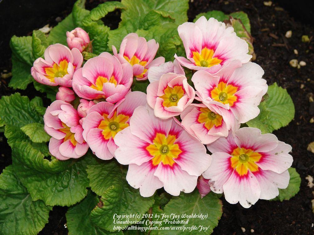 Photo of English Primrose (Primula vulgaris subsp. vulgaris) uploaded by Joy