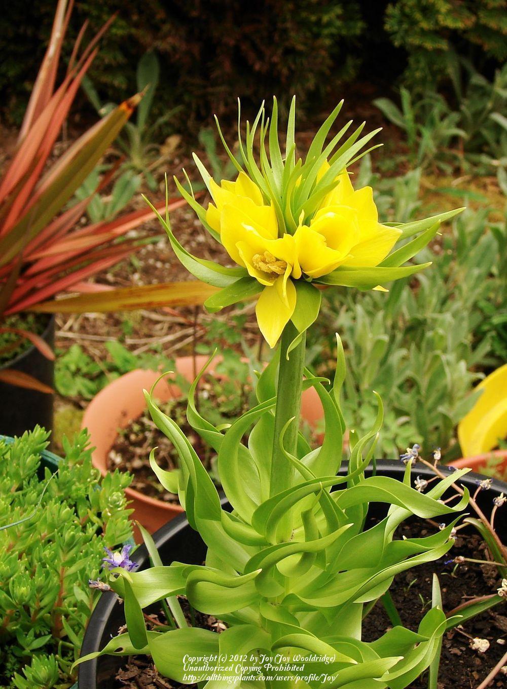 Photo of Crown Imperial Fritillary (Fritillaria imperialis 'Maxima Lutea') uploaded by Joy