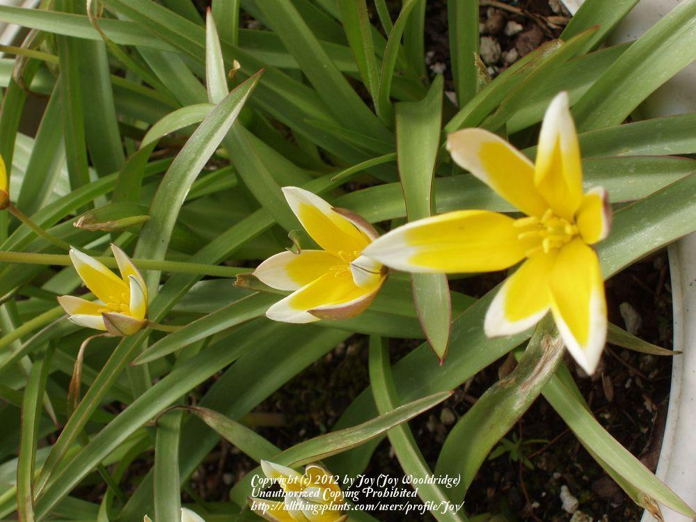Photo of Tarda Tulip (Tulipa urumiensis) uploaded by Joy