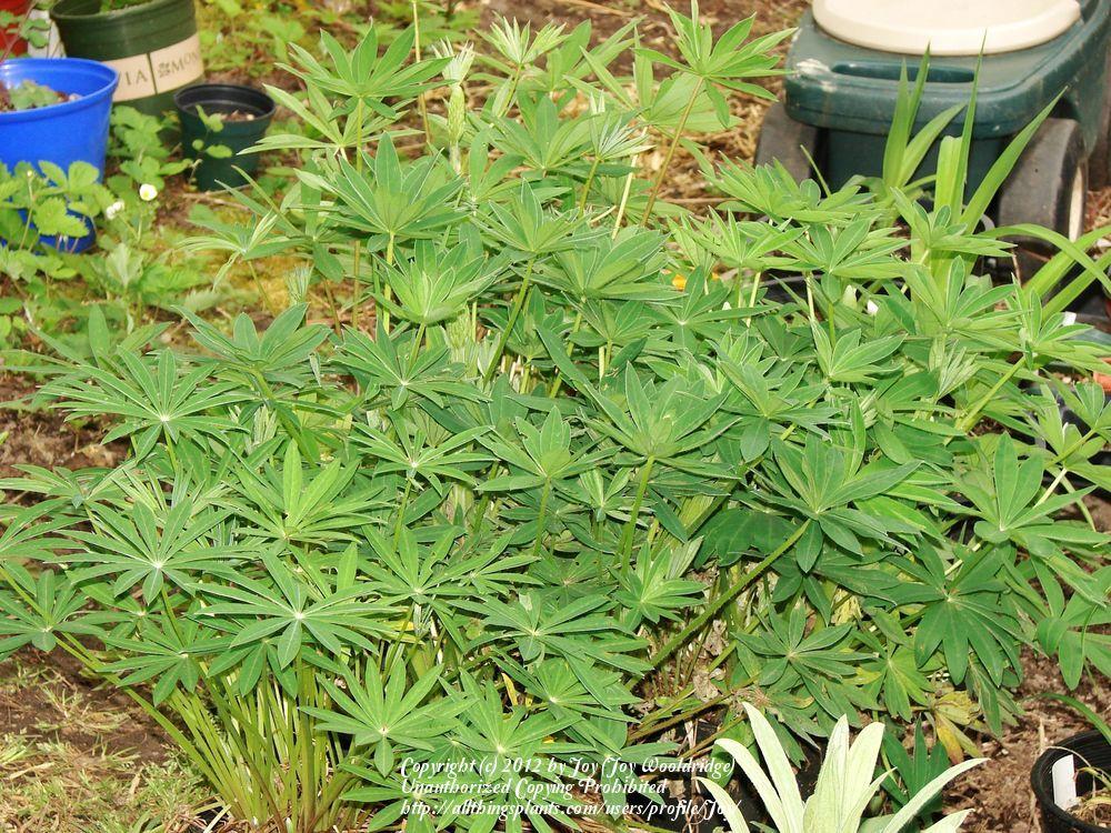 Photo of Russell Lupine (Lupinus regalis) uploaded by Joy