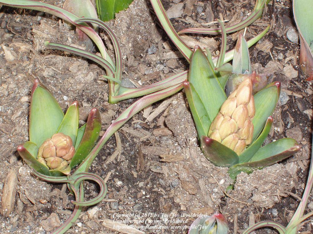Photo of Hyacinth (Hyacinthus orientalis) uploaded by Joy