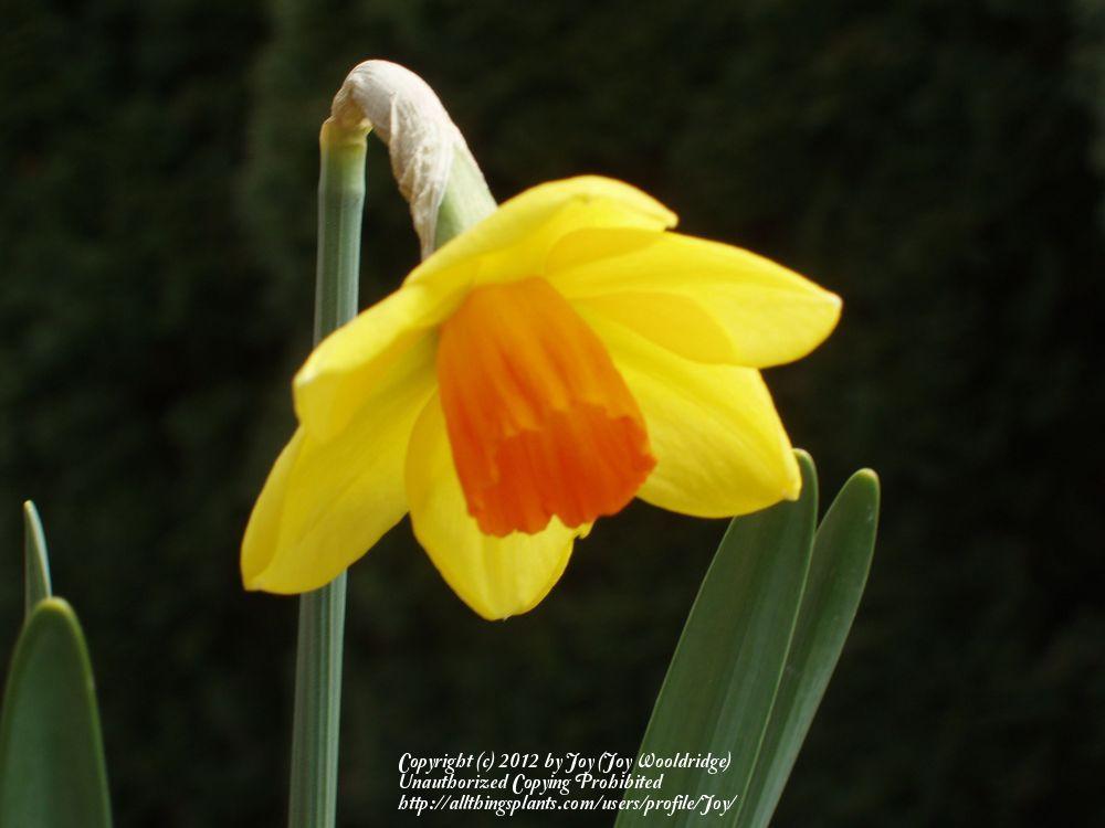 Photo of Daffodils (Narcissus) uploaded by Joy