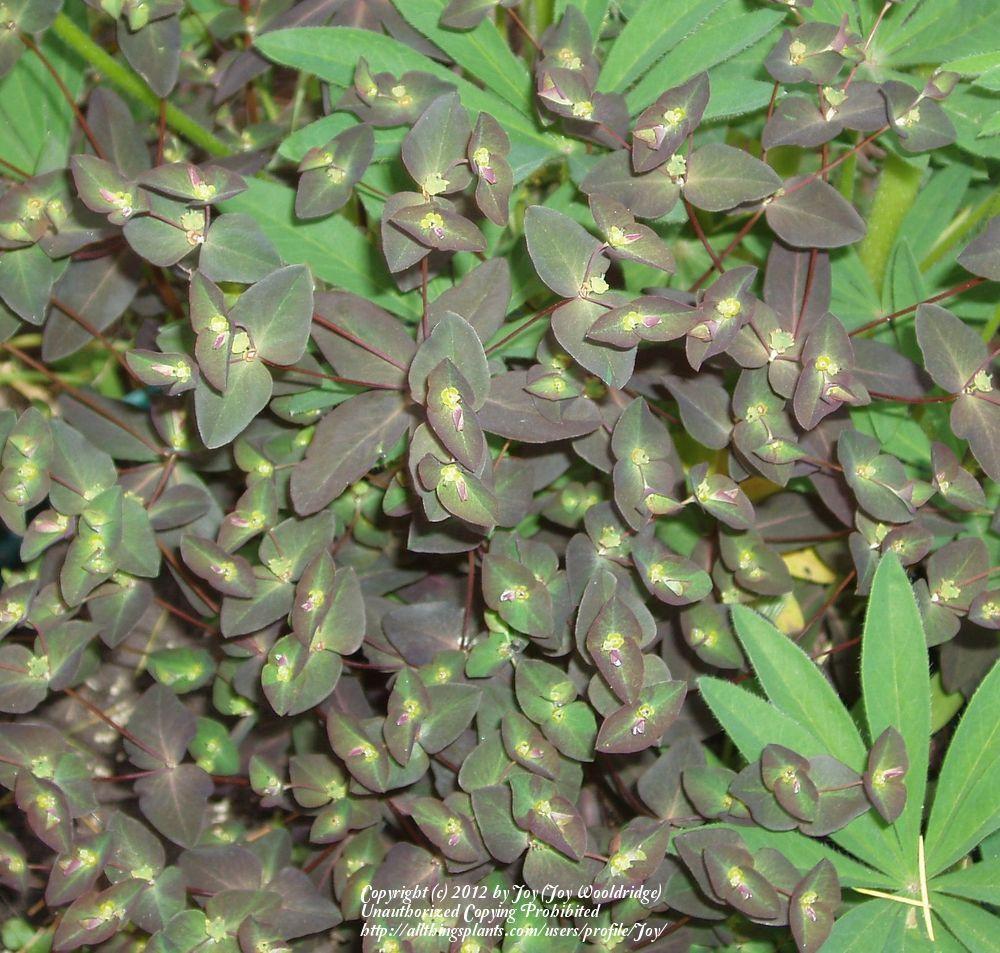 Photo of Purple Spurge (Euphorbia dulcis 'Chameleon') uploaded by Joy