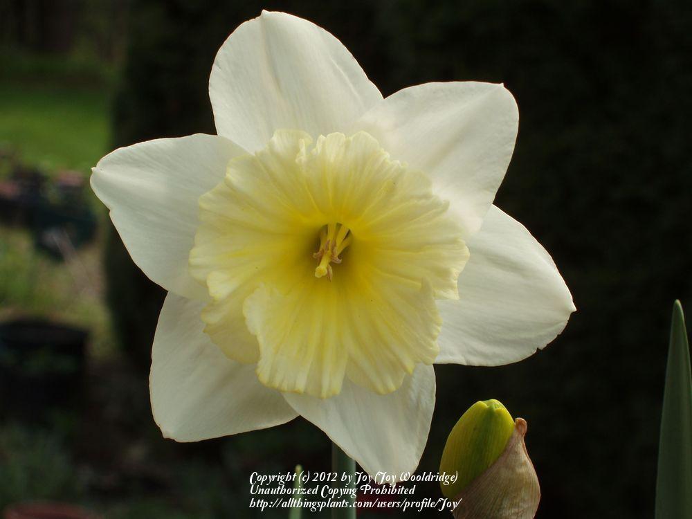 Photo of Daffodils (Narcissus) uploaded by Joy