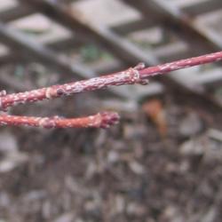 Location: Denver Metro CO
Date: 2012-04-04
Closeup of the leaf buds before they open.