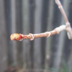 Location: Denver Metro CO
Date: 2012-04-04
The leaf-bud starting to swell.