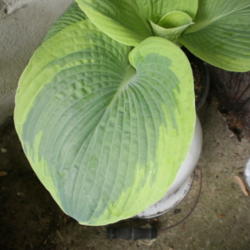 Location: Middle Tennessee
Date: 2012-04-05
Large variegated and textured leaves on this plant