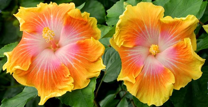 Photo of Tropical Hibiscus (Hibiscus rosa-sinensis 'Easter Glow') uploaded by SongofJoy