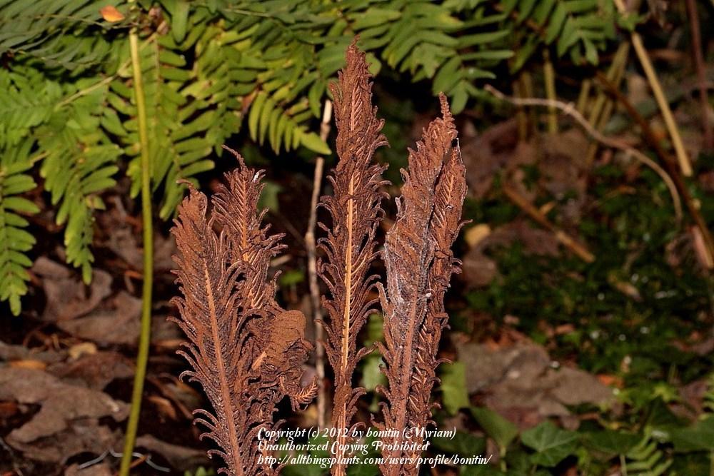 Photo of Ostrich Fern (Matteuccia struthiopteris) uploaded by bonitin