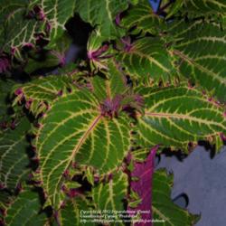 Location: Willamette Valley Oregon
Date: 2012-04-04 
A closeup of the colorful leaves.
