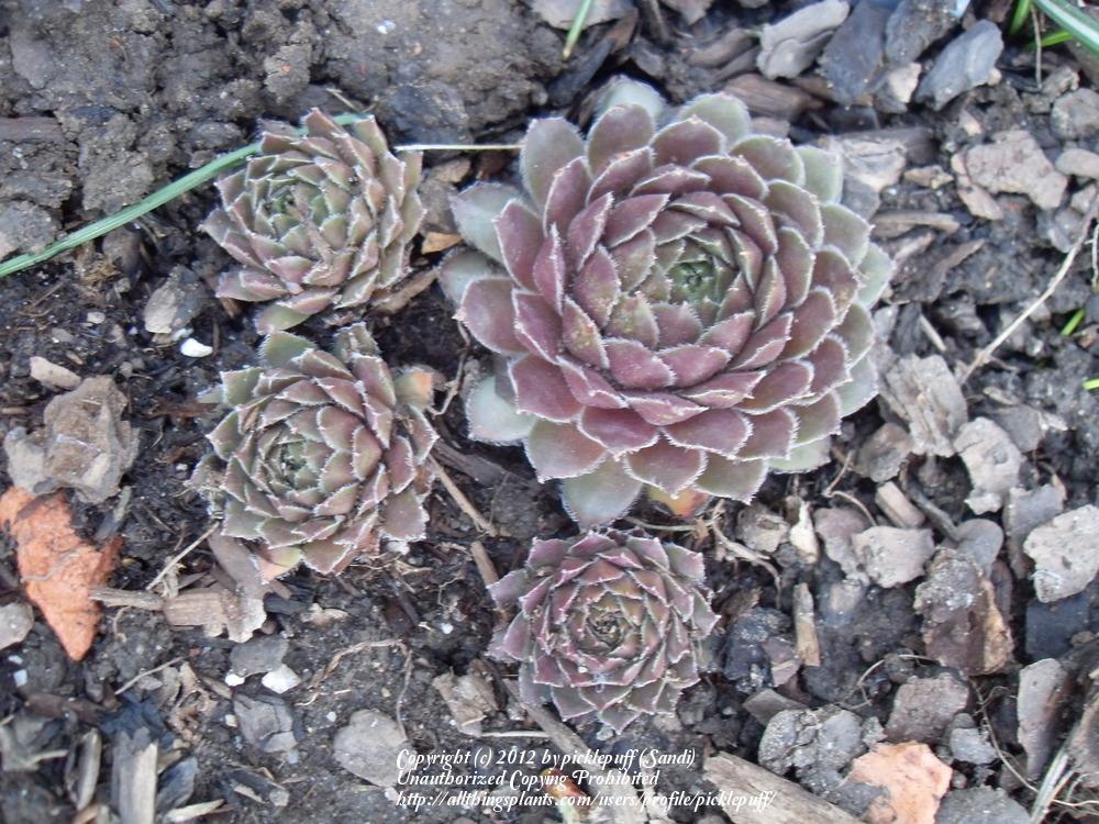 Photo of Hen and Chicks (Sempervivum 'Pacific Opal') uploaded by picklepuff