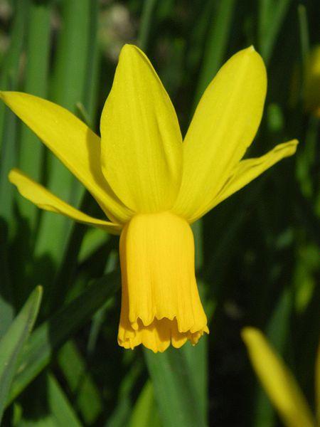 Photo of Cyclamineus Daffodil (Narcissus 'Itzim') uploaded by sandnsea2