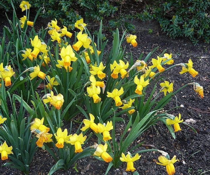 Photo of Cyclamineus Daffodil (Narcissus 'Jetfire') uploaded by sandnsea2