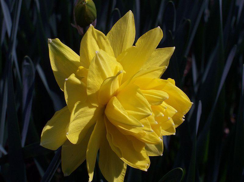 Photo of Double Daffodil (Narcissus 'Telamonius Plenus') uploaded by sandnsea2