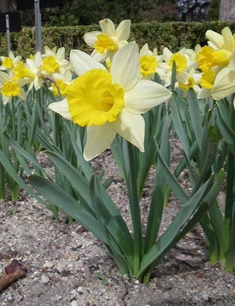 Photo of Trumpet Daffodil (Narcissus 'Topolino') uploaded by sandnsea2