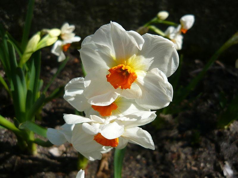 Photo of Tazetta Daffodil (Narcissus 'Cragford') uploaded by sandnsea2