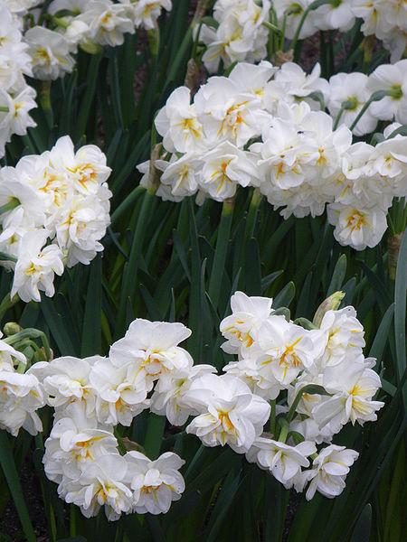 Photo of Double Daffodil (Narcissus 'Sir Winston Churchill') uploaded by sandnsea2