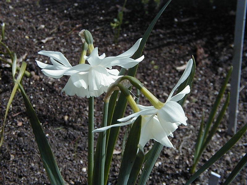 Photo of Triandrus Daffodil (Narcissus 'Thalia') uploaded by sandnsea2