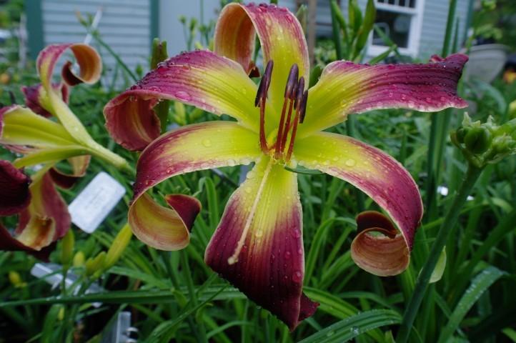 Photo of Daylily (Hemerocallis 'Moving All Over') uploaded by vic