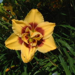 
Date: 2009-07-17
Photo Courtesy of Nova Scotia Daylilies Used with Permission