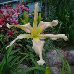 
Date: 2011-07-16
Photo Courtesy of Nova Scotia Daylilies Used with Permission