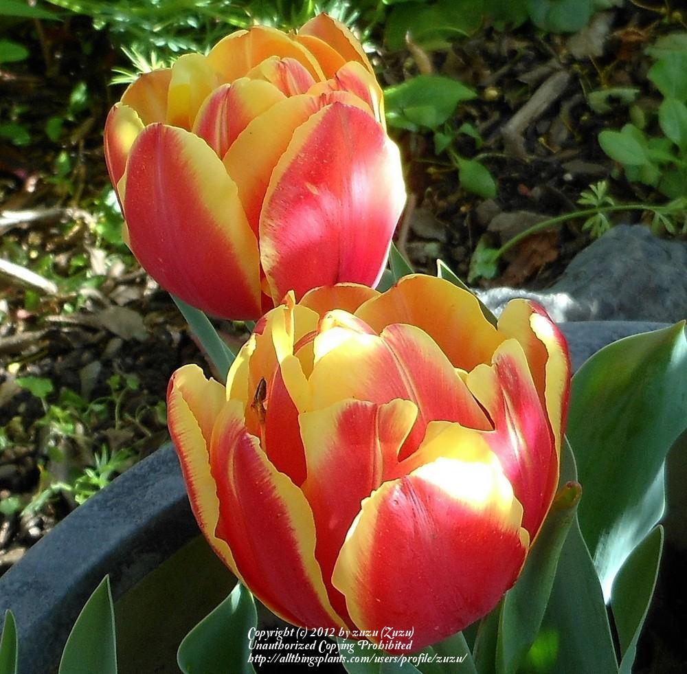 Photo of Tulip (Tulipa 'Double Focus') uploaded by zuzu