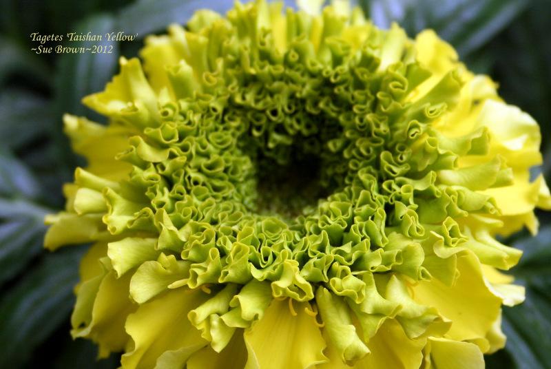 Photo of Aztec Marigold (Tagetes erecta Taishan® Yellow) uploaded by Calif_Sue