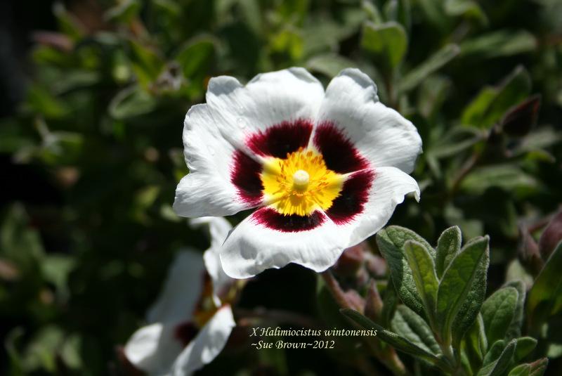 Photo of Rock Rose (XHalimiocistus wintonensis) uploaded by Calif_Sue
