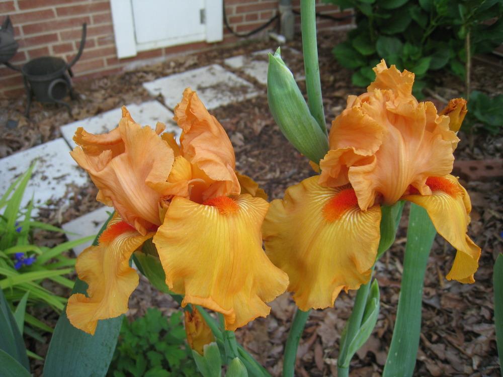 Photo of Tall Bearded Iris (Iris 'Savannah Sunset') uploaded by Hemophobic