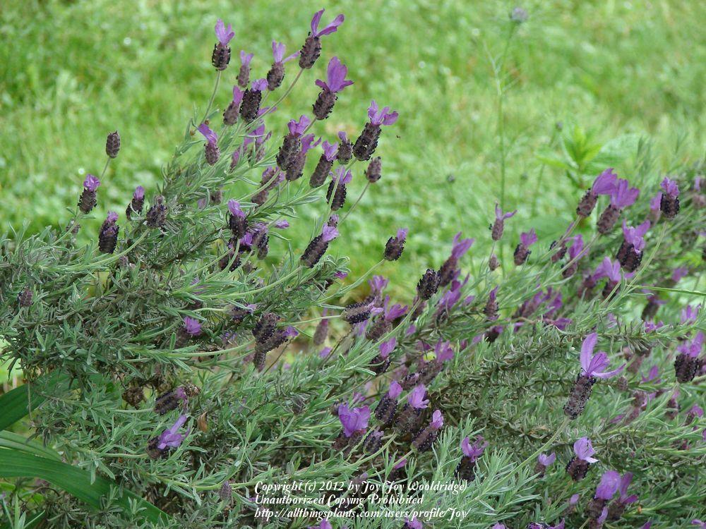 Photo of Spanish Lavender (Lavandula stoechas) uploaded by Joy