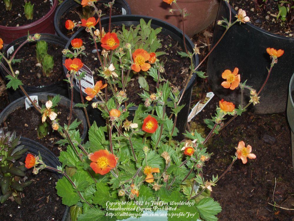 Photo of Avens (Geum coccineum 'Cooky') uploaded by Joy