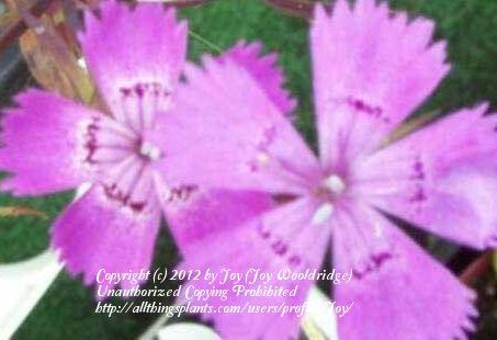 Photo of Amur Pink (Dianthus chinensis 'Siberian Blues') uploaded by Joy